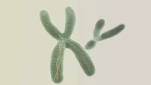 X chromosome carries hair loss gene