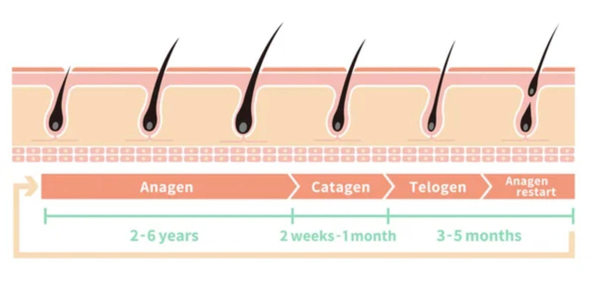 anagen catagen telogen exogen phases