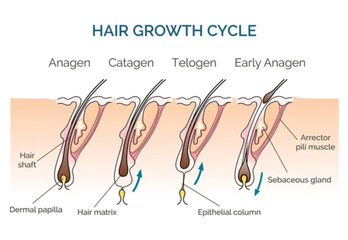 Hair Growth Cycle  The 3 Stages Explained  Grow Gorgeous