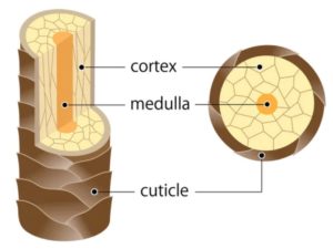 hair shaft structure