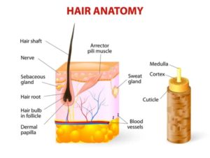 Human hair growth cycle top