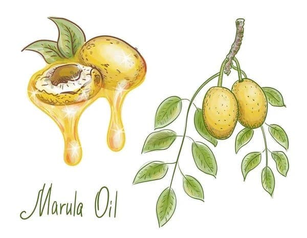 marula oil for hair growth