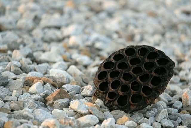 Hair Transplant Trypophobia The Fear of Holes on the Scalp